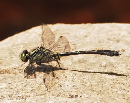 Male
17 June 2014  Oneida, WI